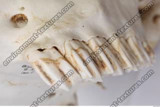 animal skull teeth 0024